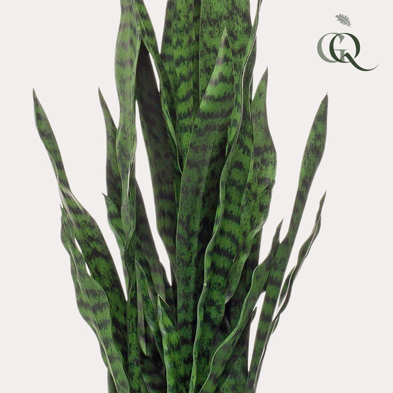 Sansevieria Black Coral Kunstplant (Vrouwentong)