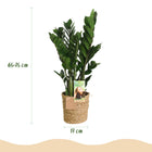 Zamioculcas (ZZ-plant) – Met Mand
