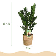 Zamioculcas (ZZ-plant) – Met Mand