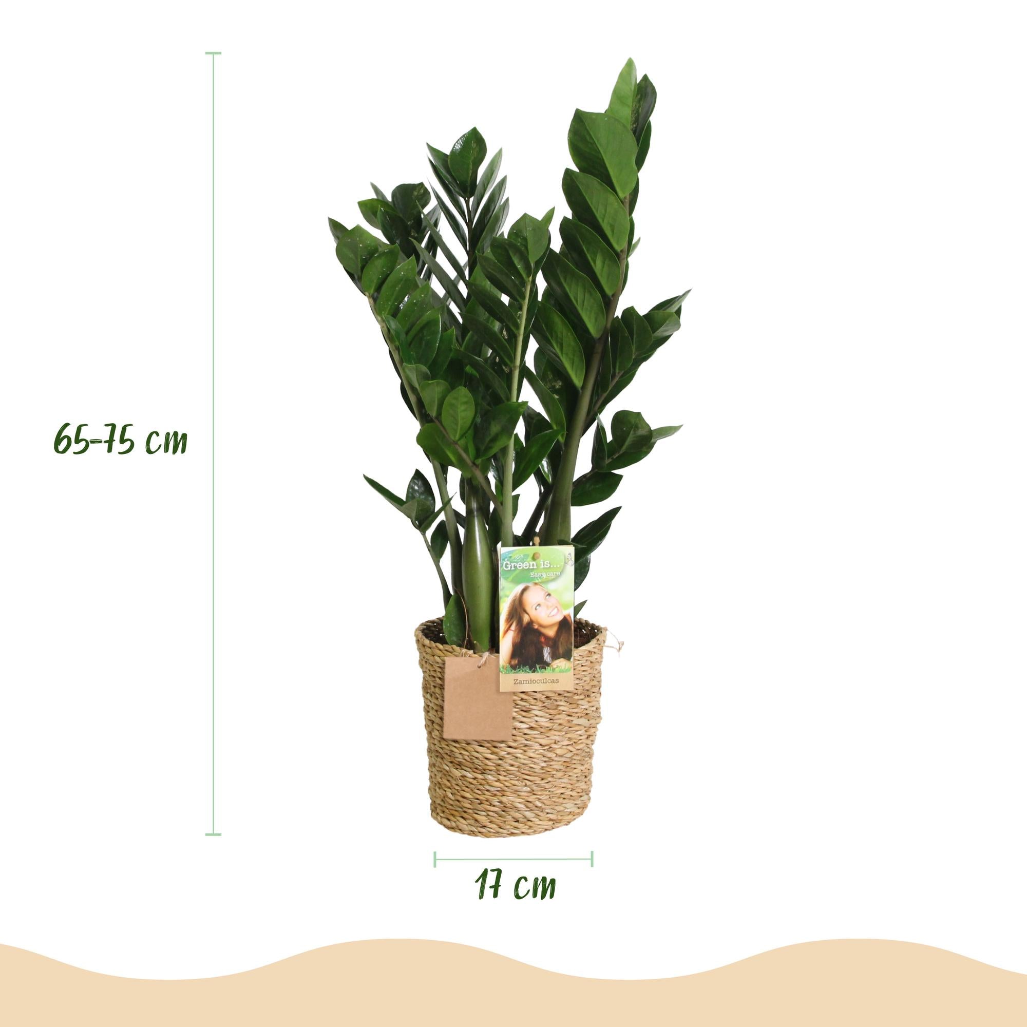 Zamioculcas (ZZ-plant) – Met Mand