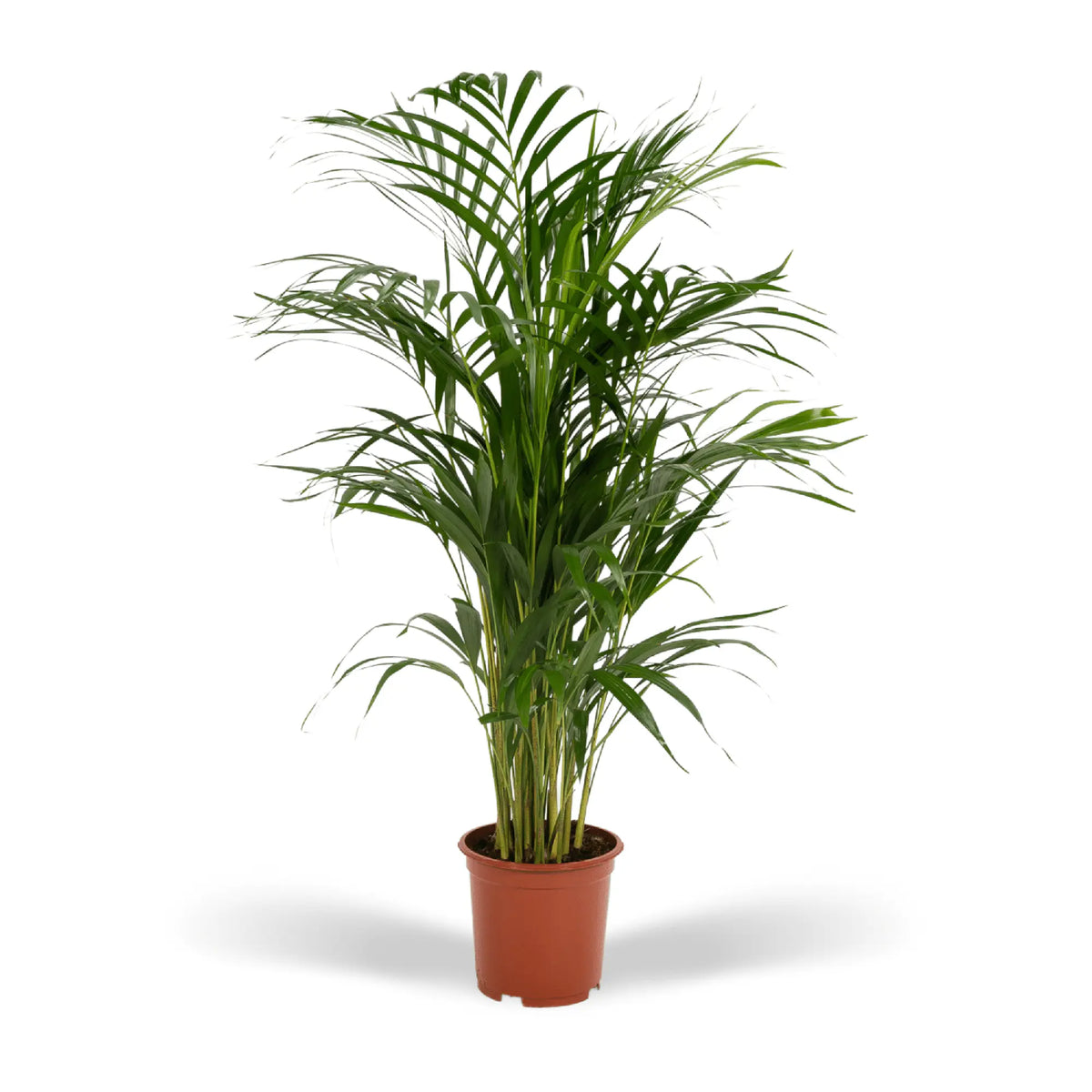 Areca palm - Ø19cm - ↕85cm Everspring