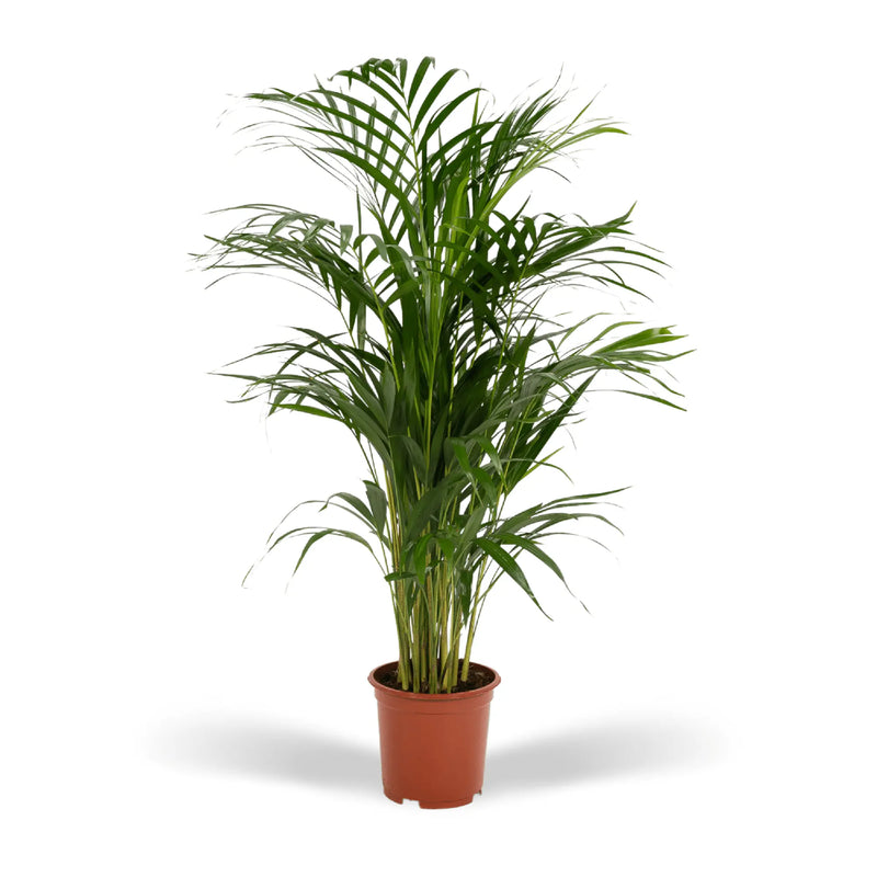 Areca palm - Ø19cm - ↕85cm Everspring