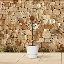 Ficus Carica op stam
