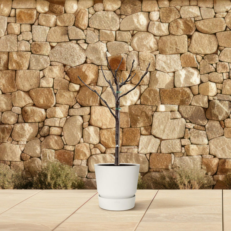 Ficus Carica op stam