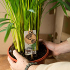 Areca met mand