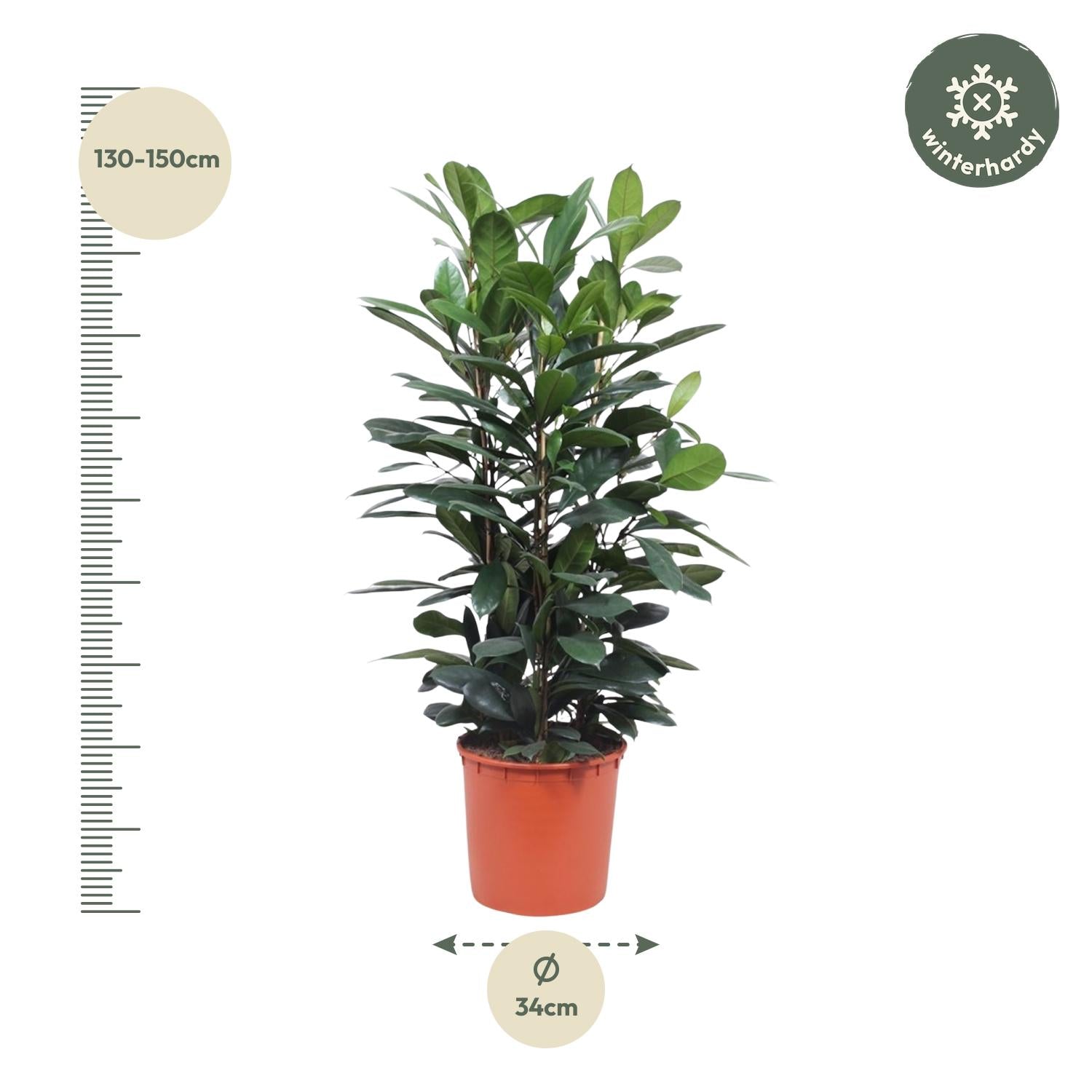 Ficus Cyathistipula struik