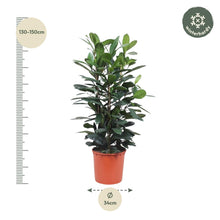 Ficus Cyathistipula struik
