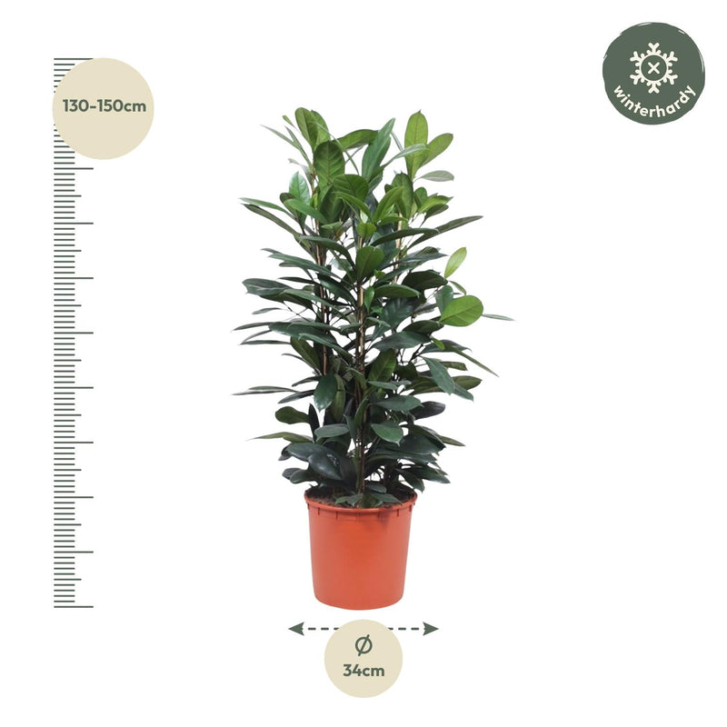 Ficus Cyathistipula struik