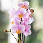 Kolibri Orchids Surprise Diamond – Verrassingsbox met 1 Diamond Orchidee