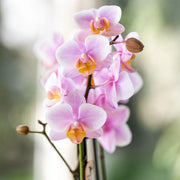 Kolibri Orchids Surprise Diamond – Verrassingsbox met 1 Diamond Orchidee