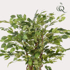 Ficus Liana Kunstplant (Vioolbladplant) Everspring