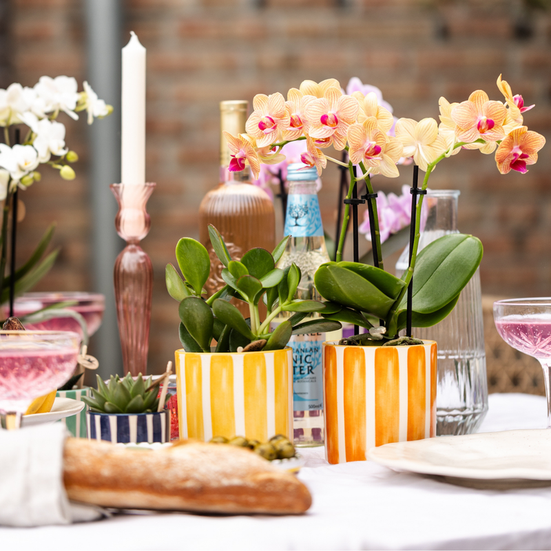 Kolibri Orchids Oranje Phalaenopsis Jamaica