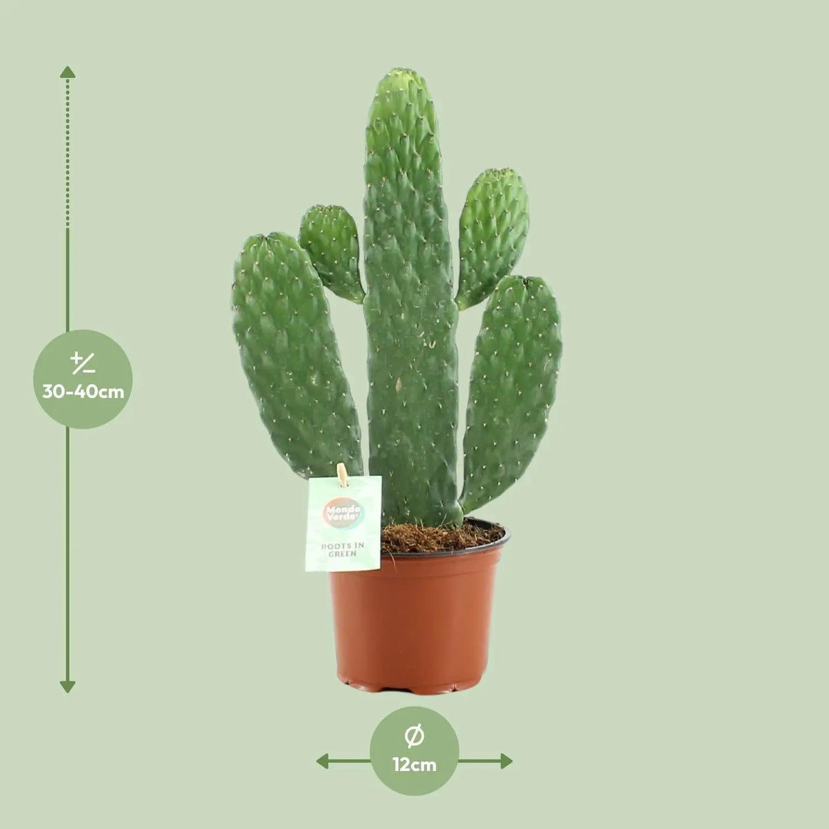 Opuntia Rubescens Consolea Everspring