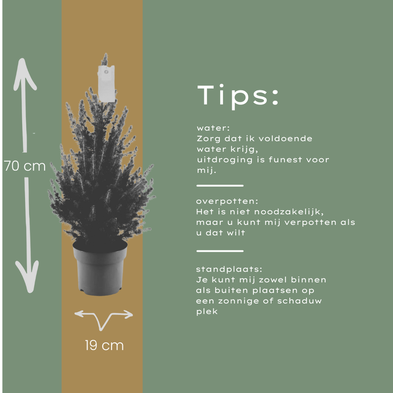 Kleine Kerstboom – Picea Glauca Conica – 70 cm