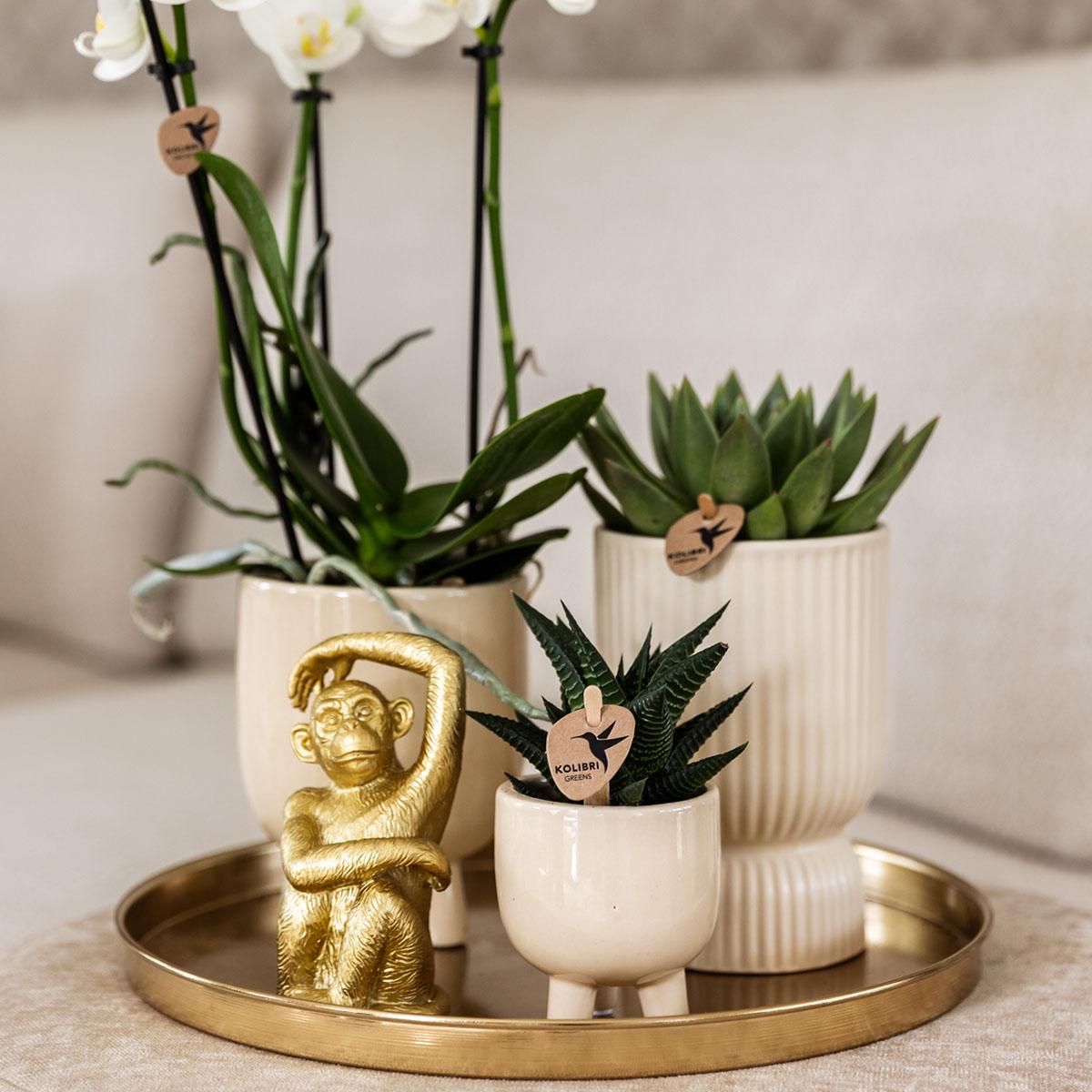 Kolibri Company – Gift set Luxury Living met witte Phalaenopsis en succulenten