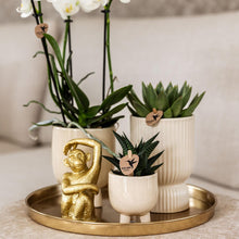 Kolibri Company – Gift set Luxury Living met witte Phalaenopsis en succulenten