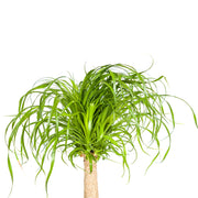 Beaucarnea Recurvata stam met mand Everspring