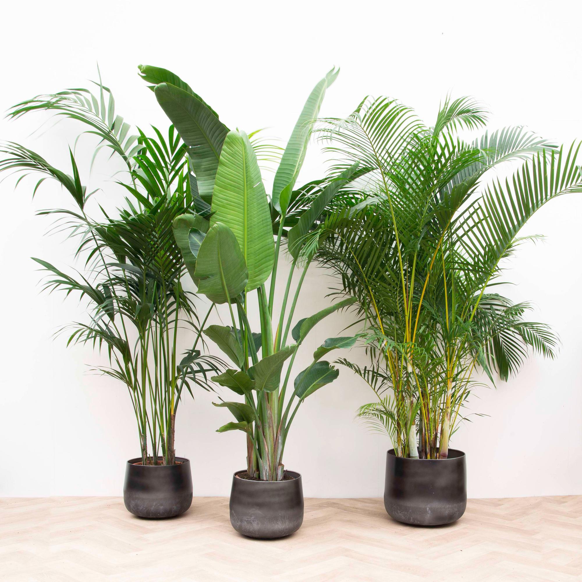 Voordeelpakket XXL – Kentia, Strelitzia Nicolai & Areca