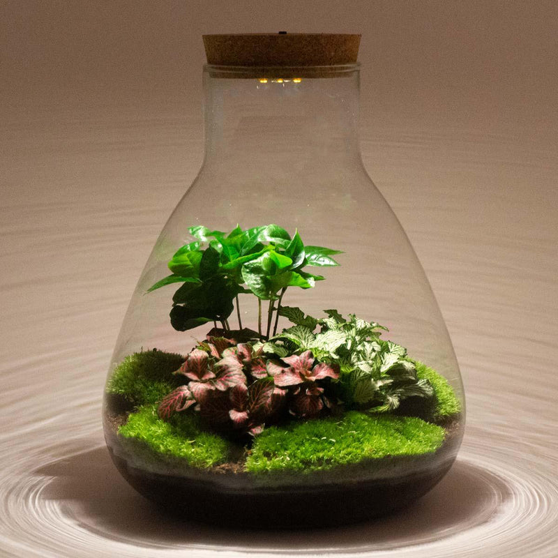 Sam Calathea met LED - Terrarium