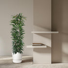 Ficus Alii King zuil