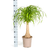 Beaucarnea Recurvata stam met mand Everspring