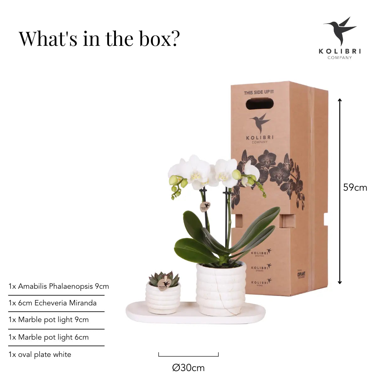 Plantenset Slow Living Small – Witte Phalaenopsis Lausanne & Succulent Everspring