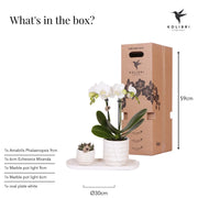 Plantenset Slow Living Small – Witte Phalaenopsis Lausanne & Succulent Everspring