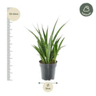 Sansevieria kirkii 'Friends'