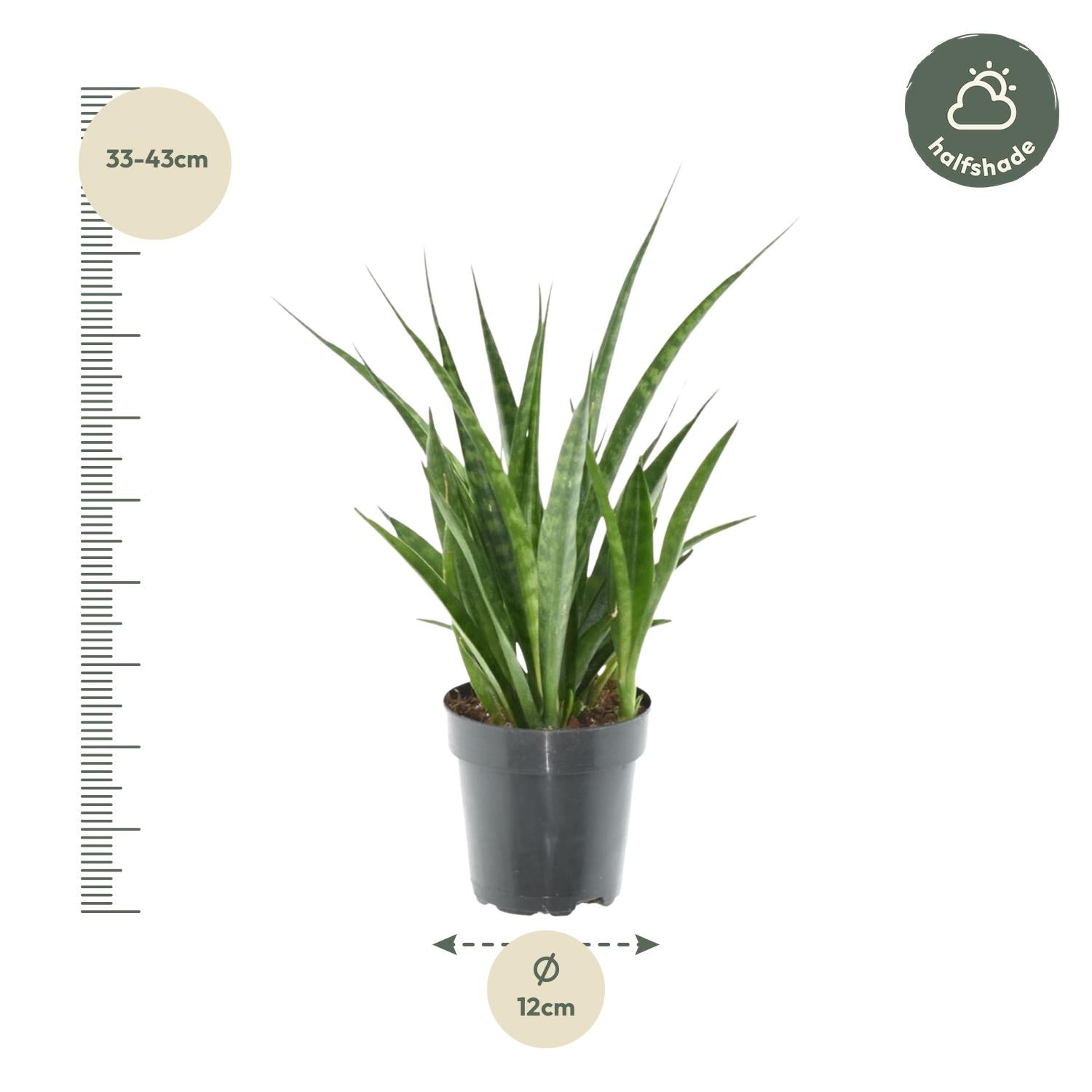 Sansevieria kirkii 'Friends'