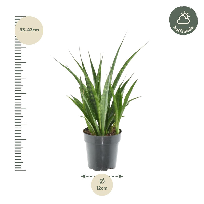 Sansevieria kirkii 'Friends'