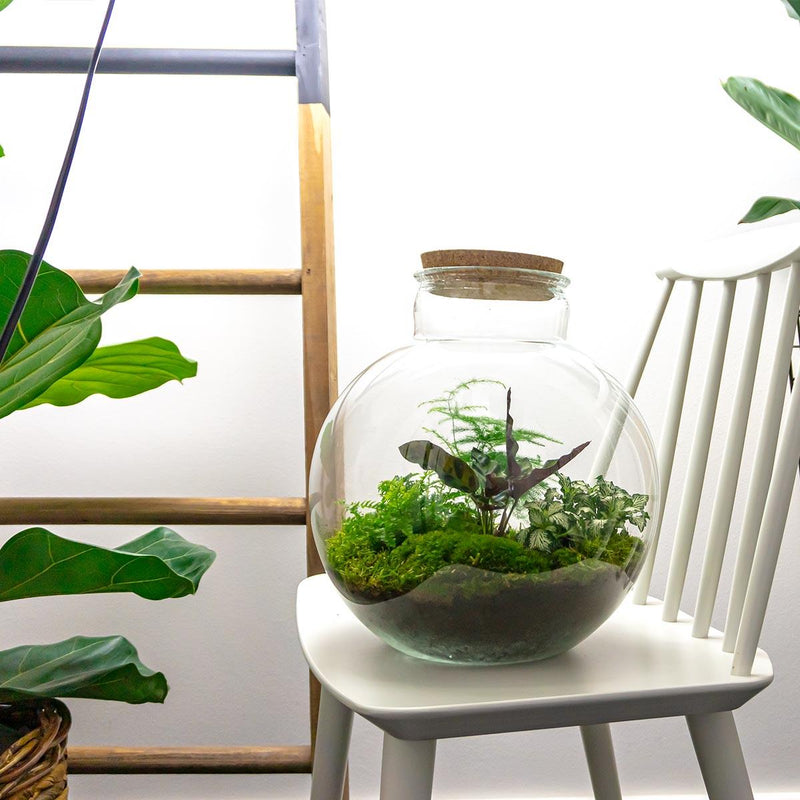 Bolder Bob Terrarium