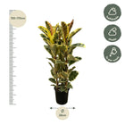 Ficus Elastica Tineke Struik Everspring