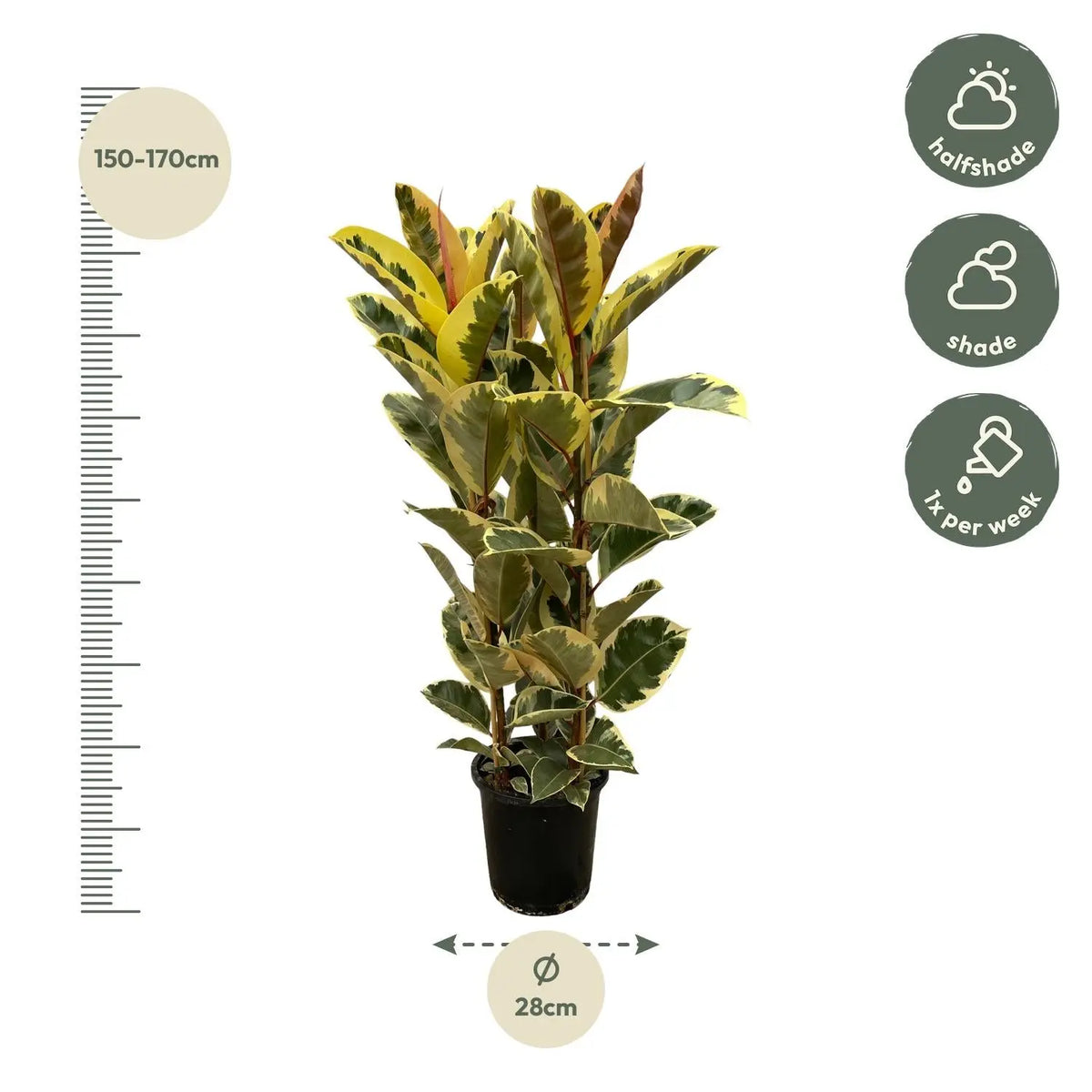 Ficus Elastica Tineke Struik Everspring