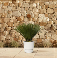 Yucca Rostrata