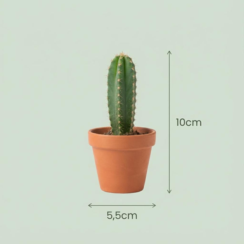 Mini Cactus Mix – 9 Stuks in Terracotta Potten