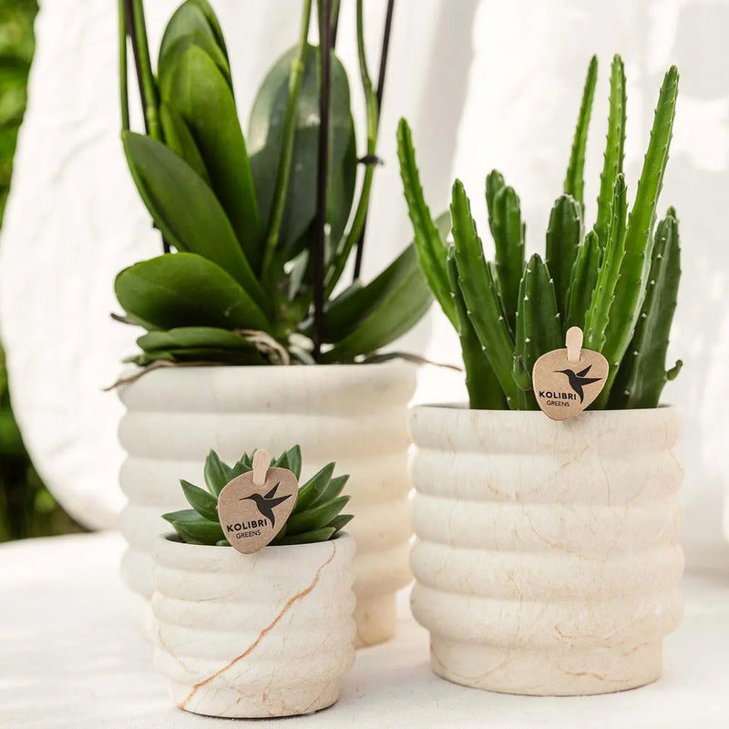 Plantenset Slow Living Small – Witte Phalaenopsis Lausanne & Succulent Everspring