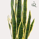 Sansevieria Trifasciata Kunstplant (Vrouwentong)