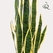 Sansevieria Trifasciata Kunstplant (Vrouwentong)
