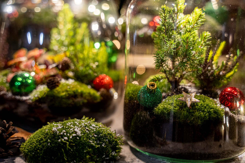 Holly Christmas Terrarium DIY Kit