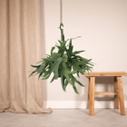 Platycerium Hertshoorn Hang