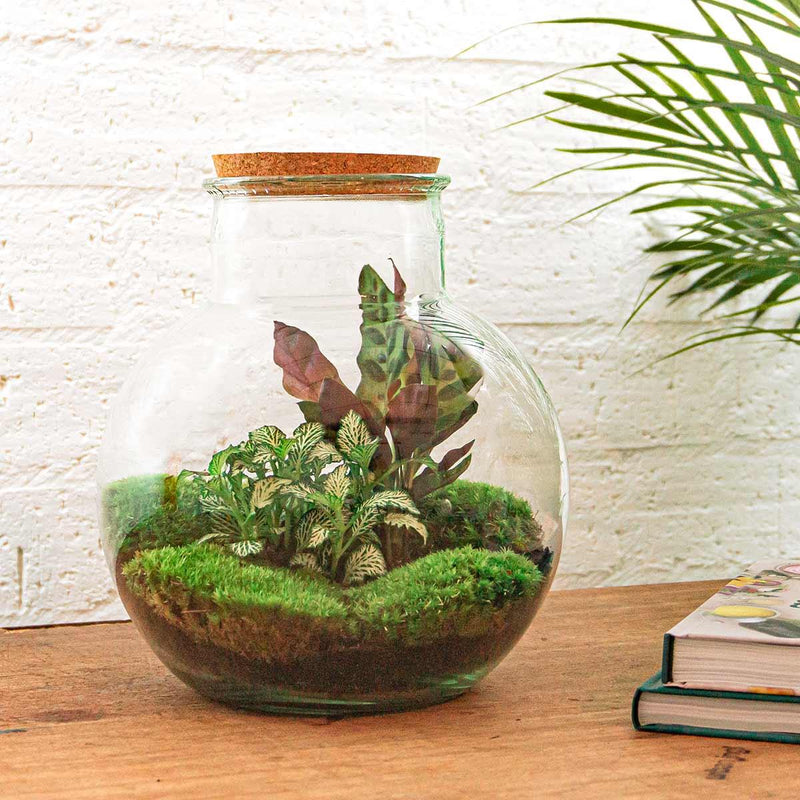 Teddy Terrarium