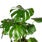 Monstera Deliciosa Tauerii met mand