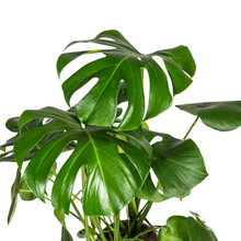Monstera Deliciosa Tauerii met mand