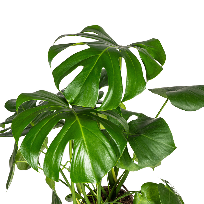 Monstera Deliciosa Tauerii met mand
