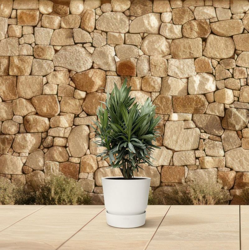Nerium Oleander struik met rode bloem
