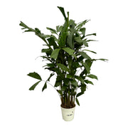 Caryota Mitis (Visgraatpalm) 120 cm