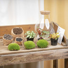 Sam Calathea met LED - Terrarium