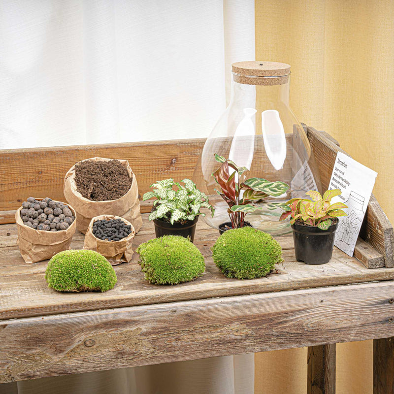 Sam Calathea met LED - Terrarium
