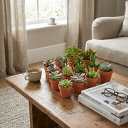 Mini Succulenten Mix – 12 Stuks in Terracotta Potten Everspring