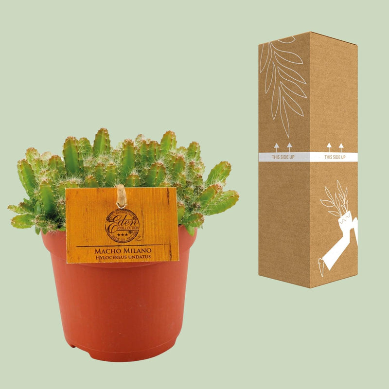 Hylocereus Undatus
